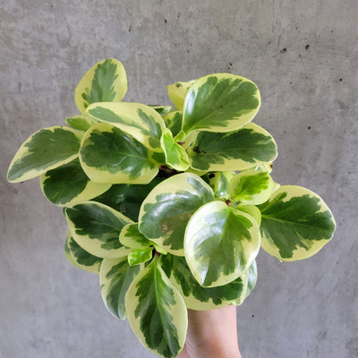 Peperomia Pepperface