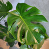 Close-up of a split Monstera deliciosa leaf