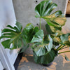 Large Monstera deliciosa with split leaves