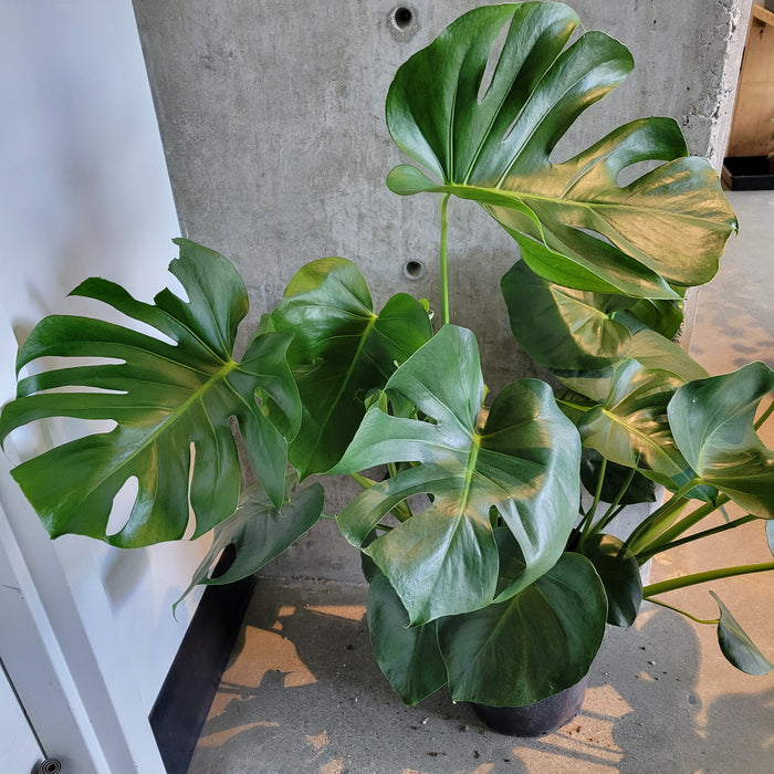 Large Monstera deliciosa with split leaves