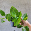 Golden Pothos