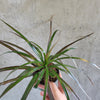 Close-up of thin Dracaena marginata leaves