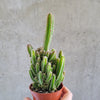 Fairy castle cactus in a pot against a concrete wall
