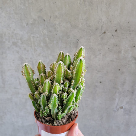 Fairy castle cactus with clustered upright stems in a terracotta pot