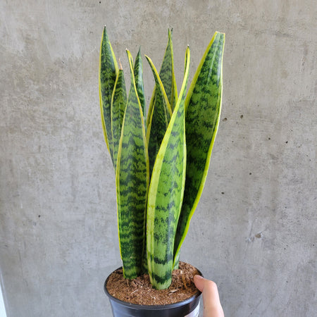 Variegated snake plant with yellow-edged upright leaves