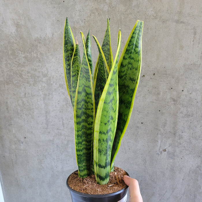 Variegated snake plant with yellow-edged upright leaves