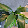 Close-up of glossy cast iron plant leaves