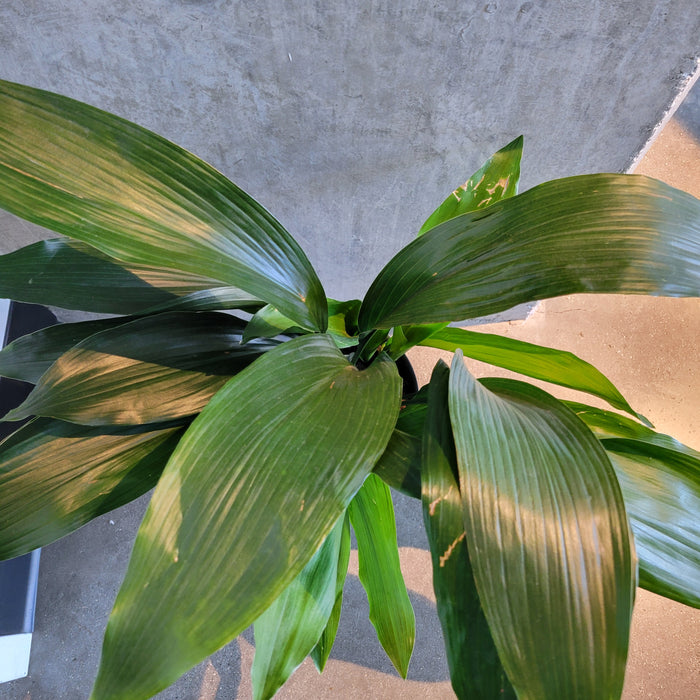 Close-up of glossy cast iron plant leaves