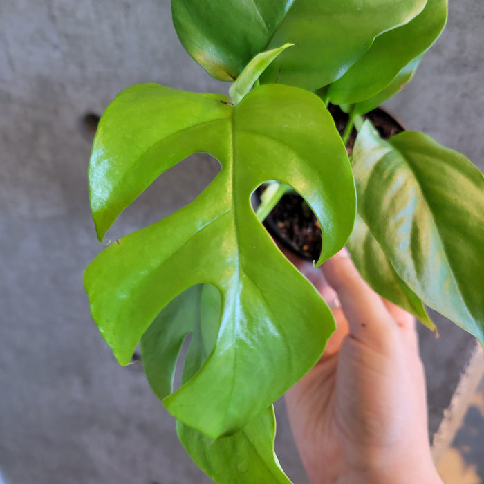 Rhaphidophora Tetrasperma