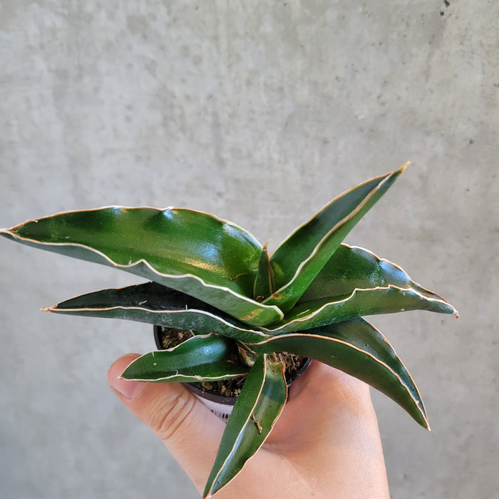 Sansevieria Samurai