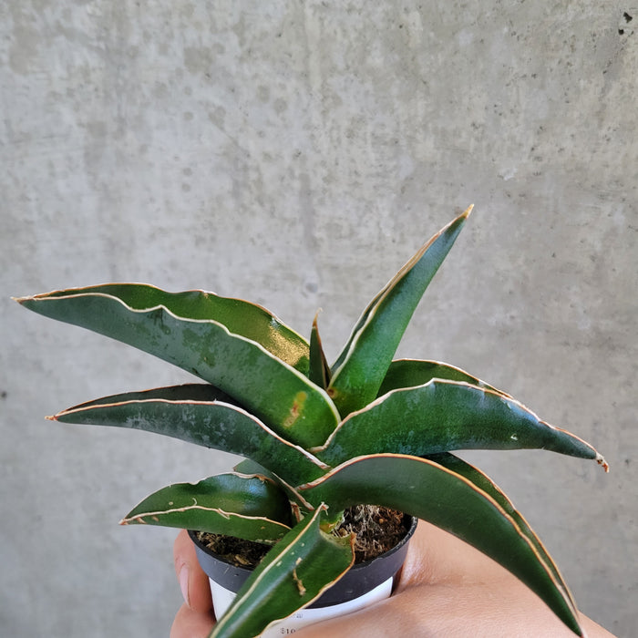 Sansevieria Samurai