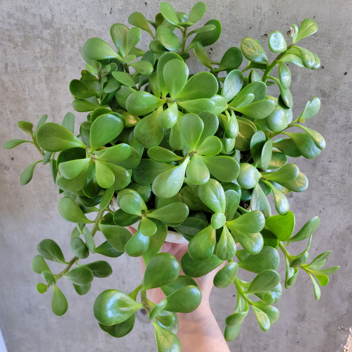 Trailing Jade