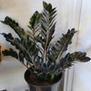 Raven ZZ plant with dark glossy leaves