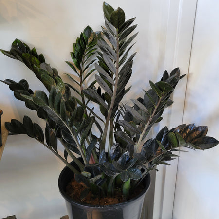 Raven ZZ plant with dark glossy leaves