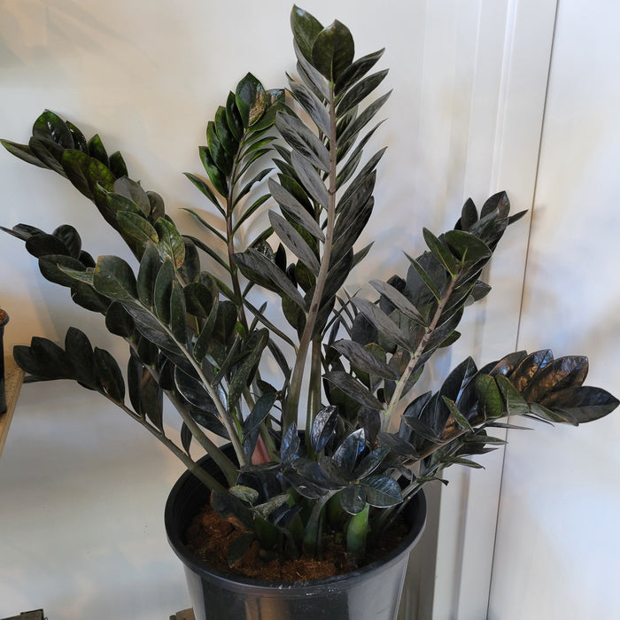 Raven ZZ plant with dark glossy leaves
