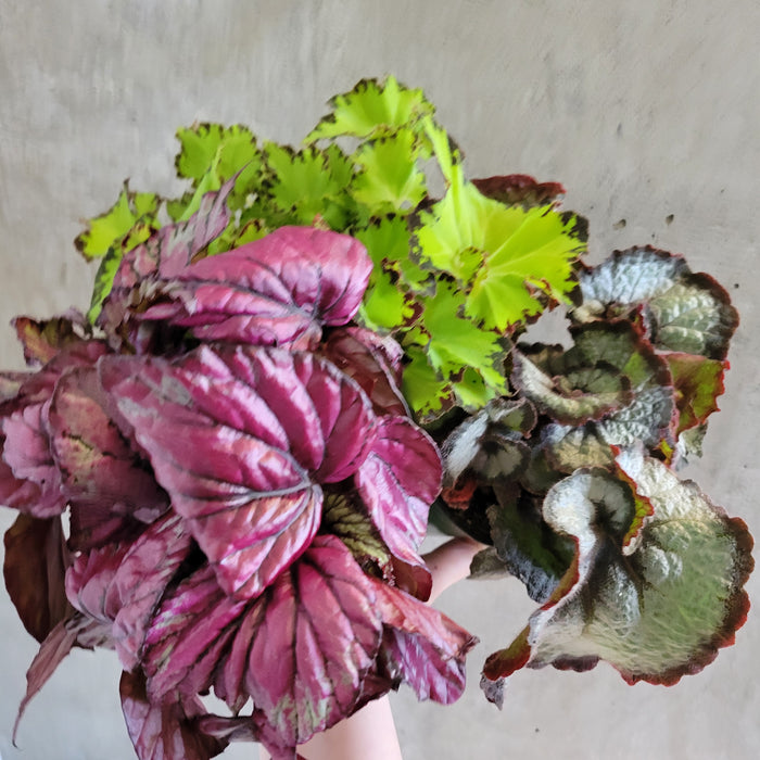 Rex Begonia