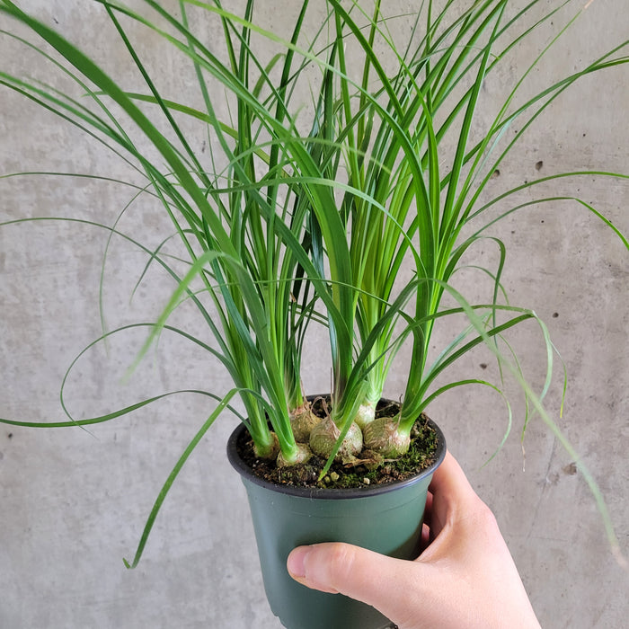 Ponytail Palm