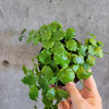 Hand holding a Hoya endauensis with round green leaves