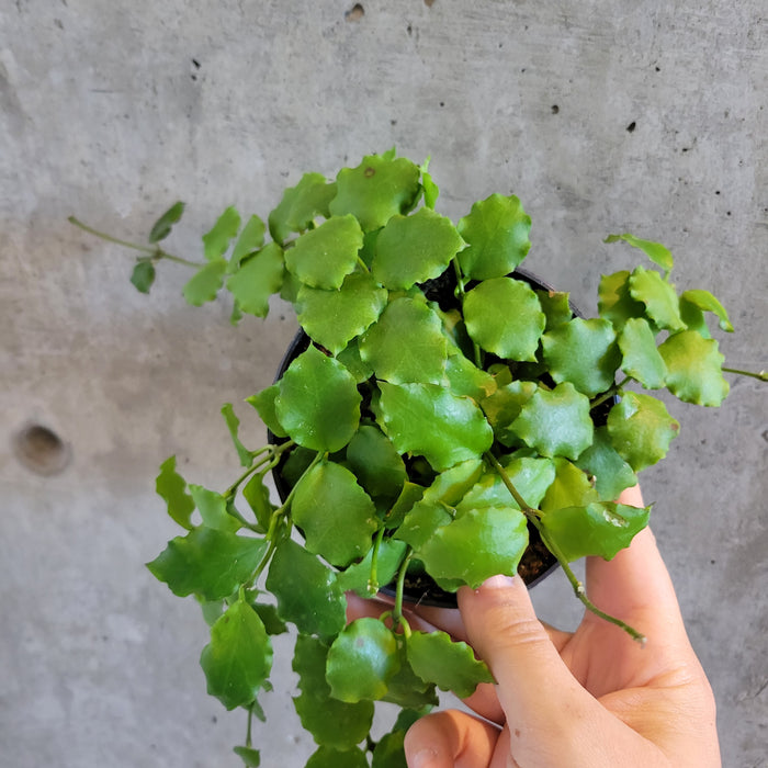 Hand holding a Hoya endauensis with round green leaves