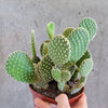 Bunny ear cactus with paired pads held in hand