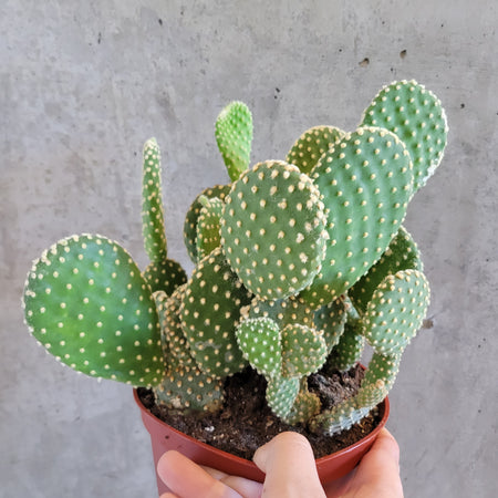 Bunny ear cactus with paired pads held in hand