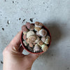 Hand holding a pot of pebble-like lithops