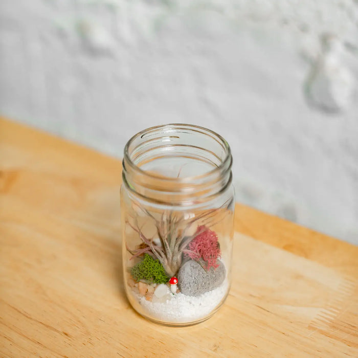 Airplant Terrarium: Jar