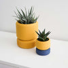 Yellow and midnight blue Cedar planters with succulents