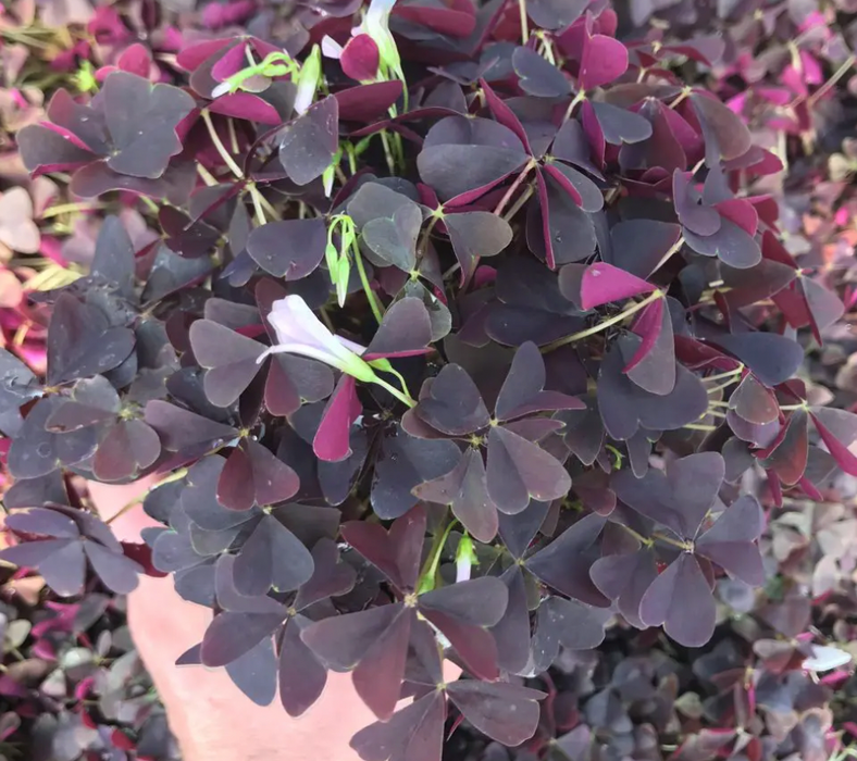Oxalis 'Ebony Allure'