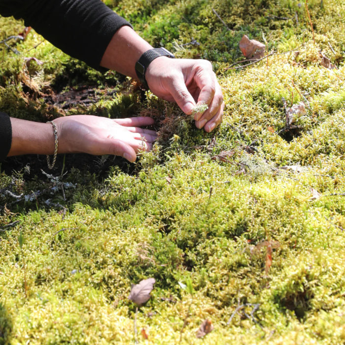 Canadian Forest Moss - Live Dormant Moss