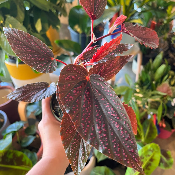 Hand holding a Begonia maculata with pink-spotted leaves