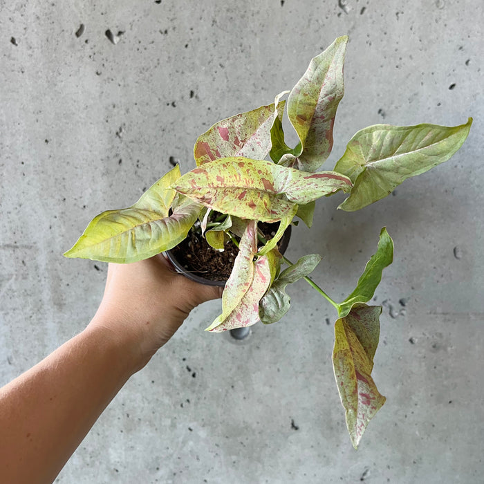 Syngonium 'Milk Confetti'