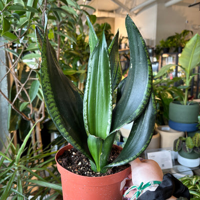Snake plant 'Starry Sky' with broad patterned leaves