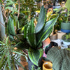 Snake plant 'Starry Sky' among plants in the shop
