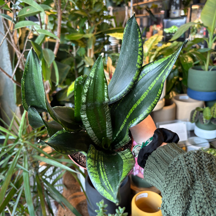 Snake plant 'Starry Sky' among plants in the shop