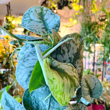 Scindapsus 'Silvery Ann' with silver-splashed leaves