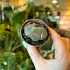 Hand holding a pot of lithops in the shop