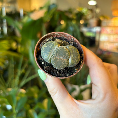Hand holding a pot of lithops in the shop