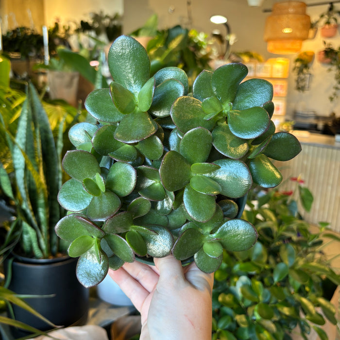 Jade (Crassula)