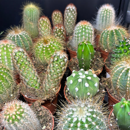 Many small cacti grouped together