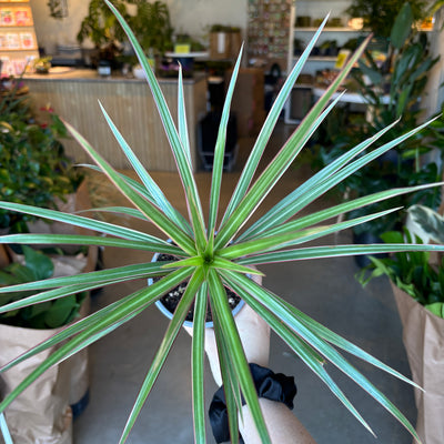 Dracaena Colorama