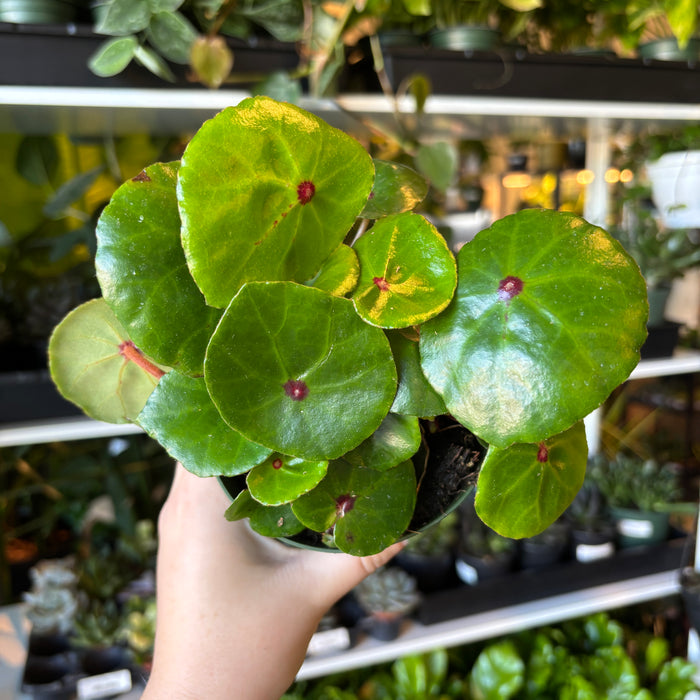 Zip Begonia