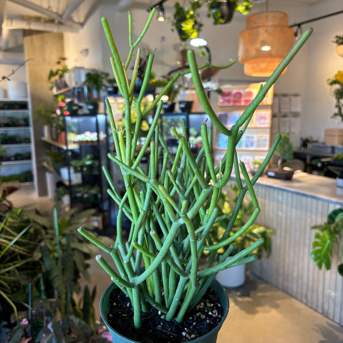Pencil cactus with upright stems among other plants in the shop