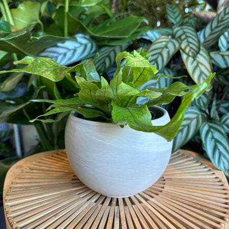 Plant in a round white marble terracotta sphere planter