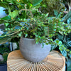 Plant in a dark marble sphere planter
