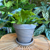 Plant in a dark marble terracotta planter with saucer