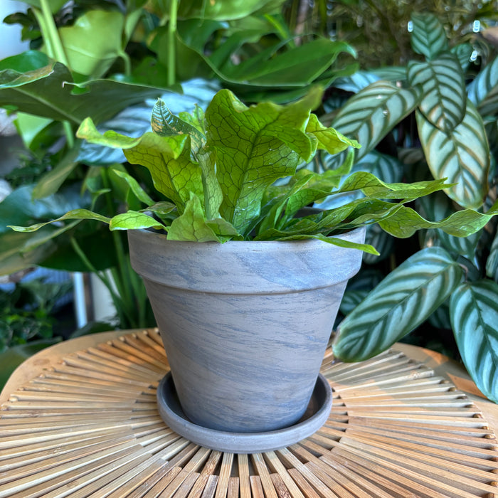 Plant in a dark marble terracotta planter with saucer