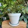 Plant in a light marble terracotta planter with saucer