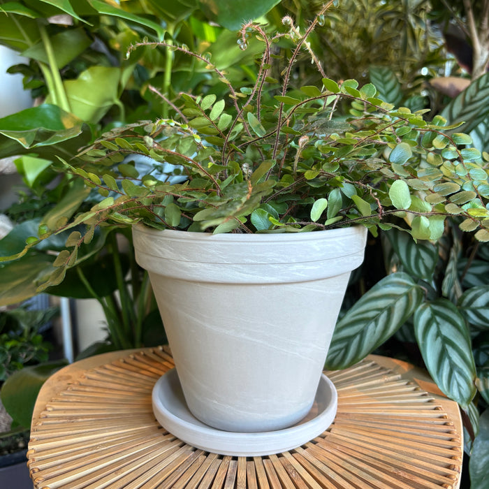 Plant in a light marble terracotta planter with saucer