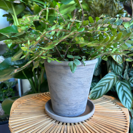 Plant in a tapered dark marble terracotta planter with tray